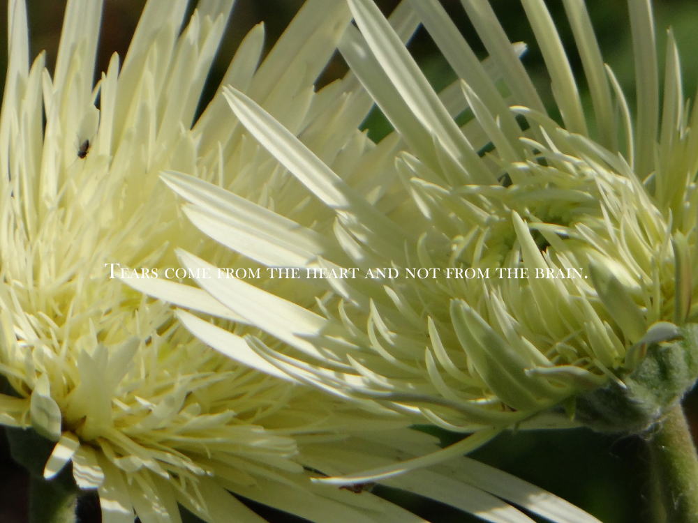 tears come from the heart and not from the brain.