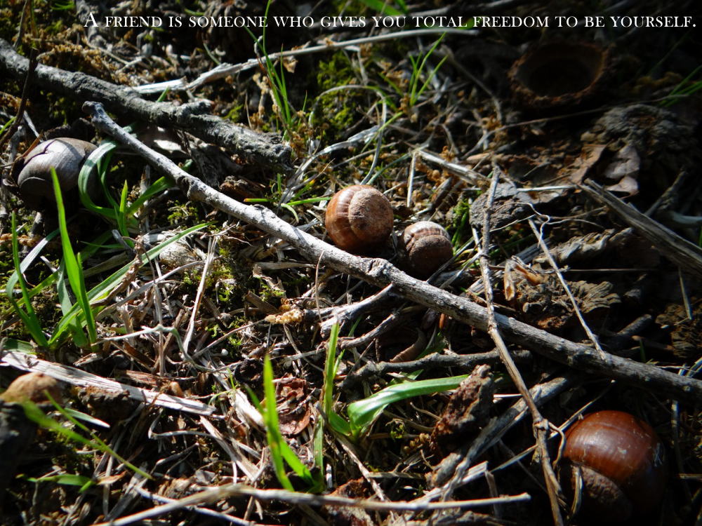 a friend is someone who gives you total freedom to be yourself.