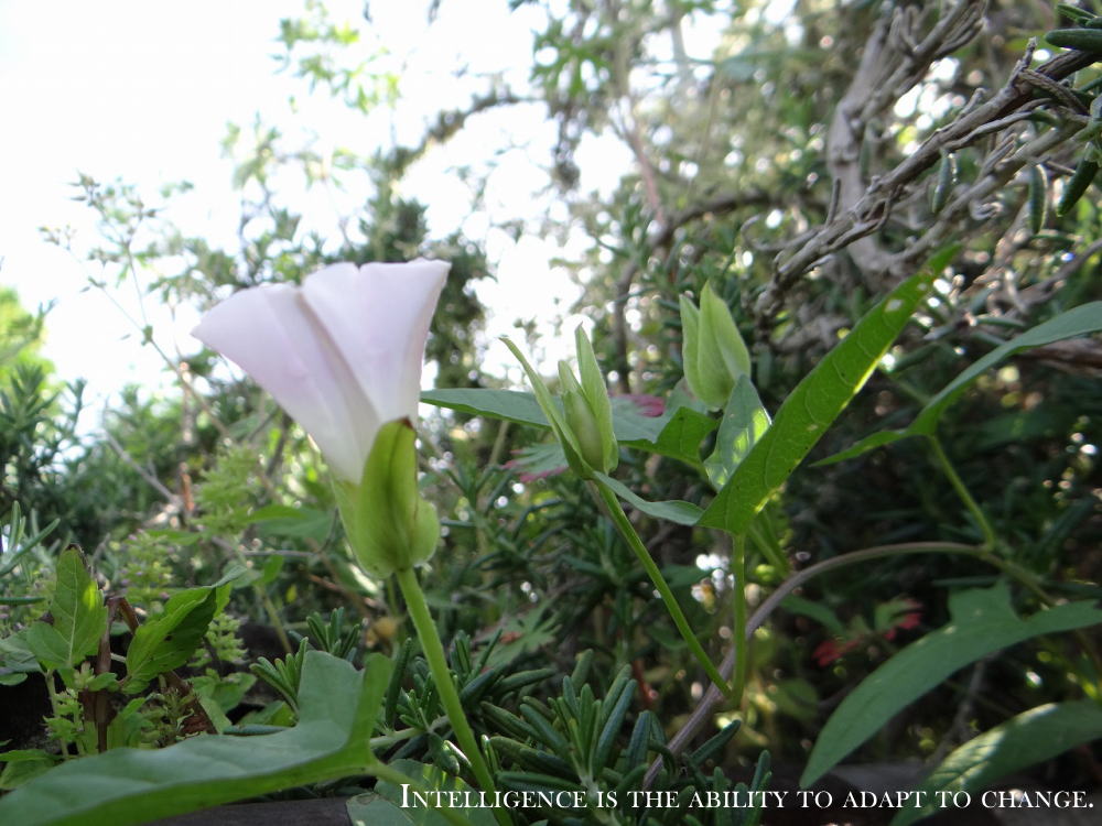 intelligence is the ability to adapt to change.