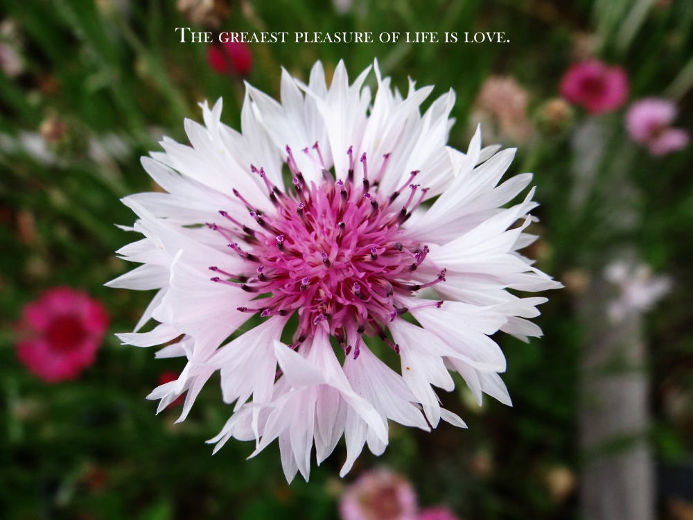 the greatest pleasure of life is love