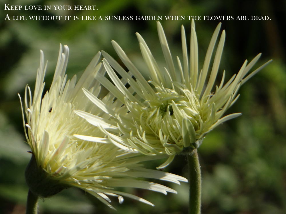 keep love in your heart. a life without it is like a sunless garden when the flowers are dead.